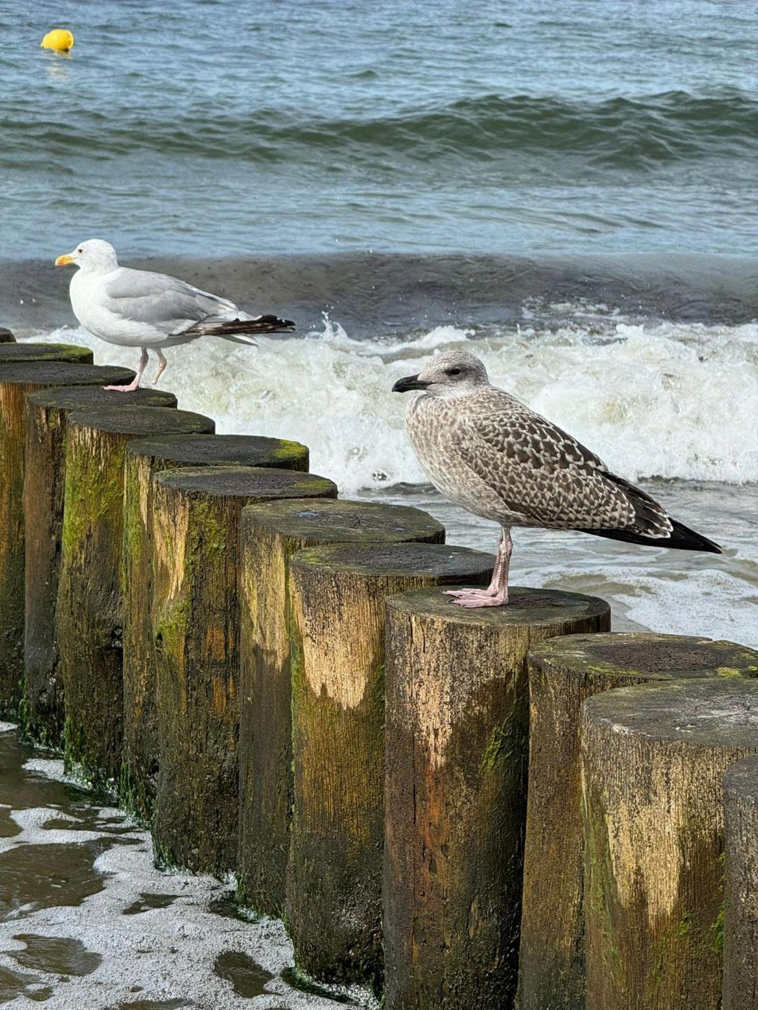 Drei-Insel-Blick Nessmersiel Luaran gambar